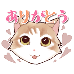 [LINEスタンプ] ノルジャンにゃんこ☆やまとのスタンプ