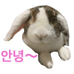 [LINEスタンプ] ロップイヤーのTiffanyくん Ⅵ プチ韓国語