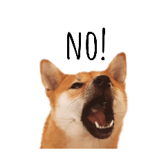 [LINEスタンプ] 柴犬ふみの写真スタンプ