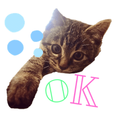 [LINEスタンプ] ねこ ネコ 猫