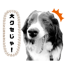 [LINEスタンプ] Bordercollie-days
