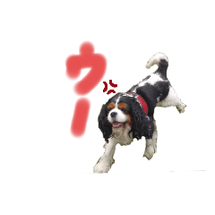 [LINEスタンプ] Cavalier kingcharles spaniel Towel 1