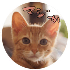 [LINEスタンプ] S家の猫っぽい。