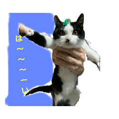 [LINEスタンプ] ハチワレチョコちゃん