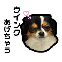 [LINEスタンプ] 大好きすぎていつもおこられる大好き愛犬
