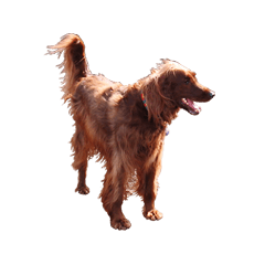 [LINEスタンプ] アイリッシュセッター犬 SHIGE2