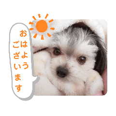 [LINEスタンプ] 小鉄のごあいさつ