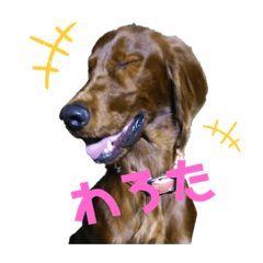 [LINEスタンプ] アイリッシュセッターのソフィア