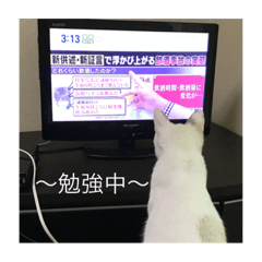 [LINEスタンプ] 猫ときどき犬 〜パート4〜
