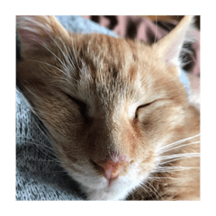 [LINEスタンプ] 猫ときどき犬 〜パート3〜