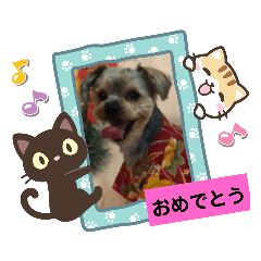 [LINEスタンプ] ヨーキーメイちゃんと愉快な仲間たち2