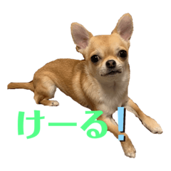 [LINEスタンプ] チワワのまるこ4