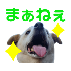 [LINEスタンプ] 『しろ』は譲渡犬③