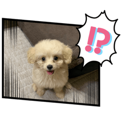 [LINEスタンプ] maromaron0522