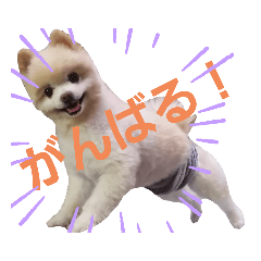 [LINEスタンプ] 【ペコ】の日常3