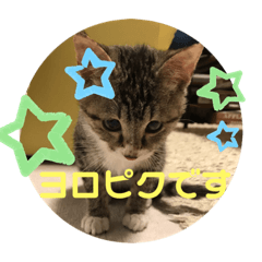 [LINEスタンプ] ひまの力で伝える