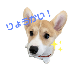 [LINEスタンプ] コーギーの子犬
