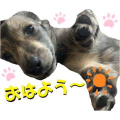[LINEスタンプ] アレックス ロレックス