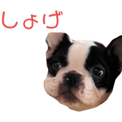 [LINEスタンプ] フレンチブルドック らむちゃん2