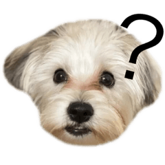[LINEスタンプ] 愛犬の表情に私の日頃の想いを入れてみた！