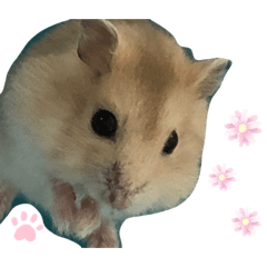 [LINEスタンプ] 動物のかわいらしさ、