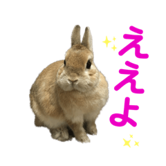 [LINEスタンプ] うさぎ3姉妹