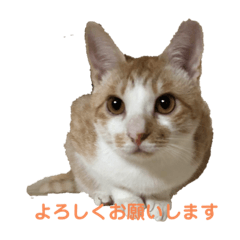 [LINEスタンプ] くー＆りくのスタンプ