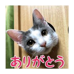 [LINEスタンプ] レンミツの毎日暮らし