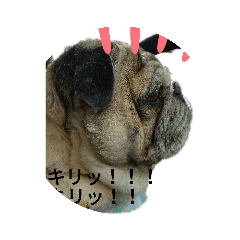 [LINEスタンプ] 津軽弁犬