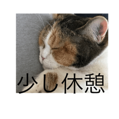 [LINEスタンプ] 愛猫達のスタンプ‼️