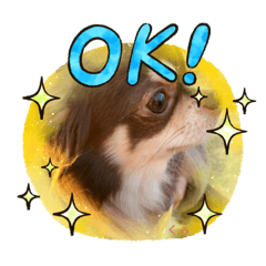 [LINEスタンプ] 元気な？！チワワのくぅw