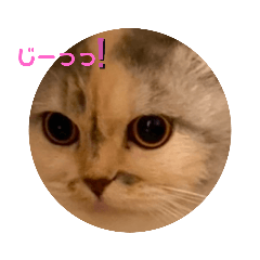 [LINEスタンプ] ちーちゃん No.3
