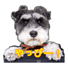 [LINEスタンプ] 愛犬はなちゃんのん