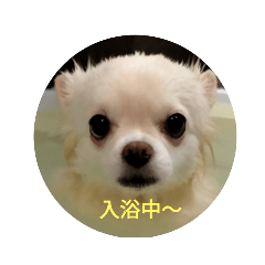 [LINEスタンプ] チワワ milk1