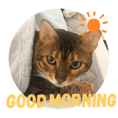 [LINEスタンプ] Rei the cat