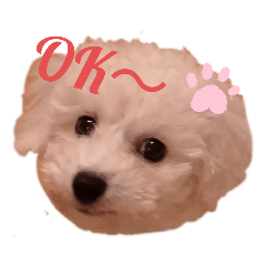 [LINEスタンプ] ビショプーもち子さん