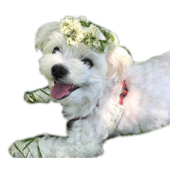 [LINEスタンプ] れおちーず①