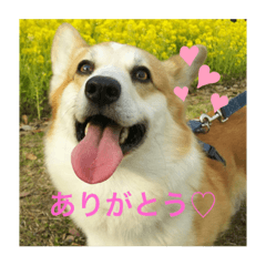 [LINEスタンプ] コーギー(コメント付きあるよ！)