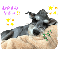 [LINEスタンプ] シュナウザー クゥちゃん