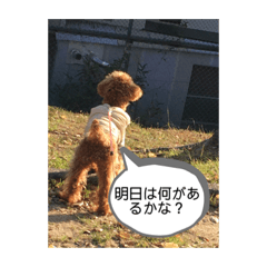 [LINEスタンプ] 愛犬 ことちゃん