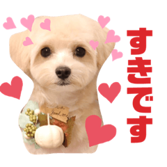 [LINEスタンプ] チワプーのとろろちゃん
