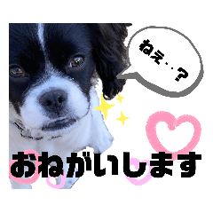 [LINEスタンプ] 小太郎の日常会話スタンプ