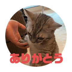 [LINEスタンプ] もち丸スタンプ2