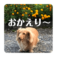 [LINEスタンプ] エアロによるエアロのためのエアロスタンプ