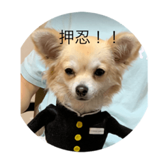 [LINEスタンプ] ハクがスタンプに