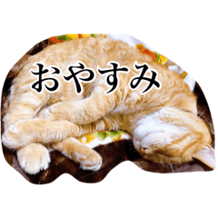 [LINEスタンプ] 吾輩は語らぬ猫である
