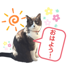[LINEスタンプ] ネコのたらこ