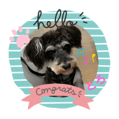 [LINEスタンプ] シュナウザー犬とろ