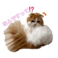 [LINEスタンプ] お豆腐メンタルねこ氏