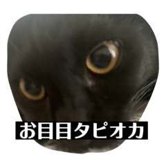 [LINEスタンプ] 黒猫てんちゃん3